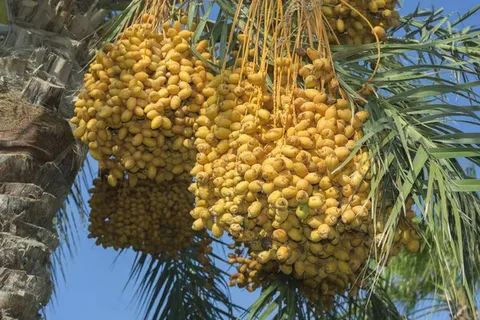 تصویر 5 از قیمت خرما پیارم اصل با کیفیت ارزان + خرید عمده